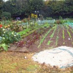 Les jardins familiaux à la Croix St-Lambert